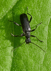 Grammoptera