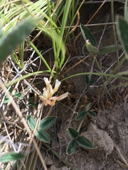 Trifolium gymnocarpon