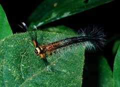 Lasiocampoidea