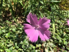 Dianthus palinensis