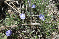 Evolvulus arizonicus