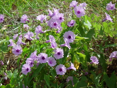 Ipomoea bahiensis