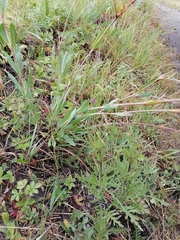 Gypsophila altissima