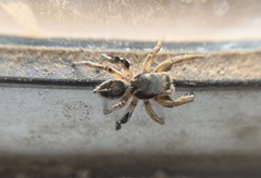 Habronattus schlingeri