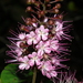 Hirtella racemosa hexandra - Photo (c) Frederico Acaz Sonntag, some rights reserved (CC BY-NC), uploaded by Frederico Acaz Sonntag