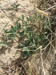 Trifolium gymnocarpon