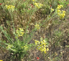 Hymenopappus flavescens