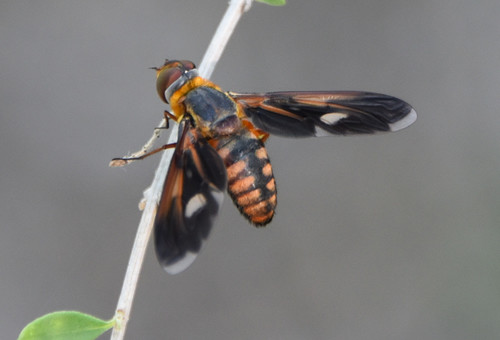Poecilanthrax effrenus