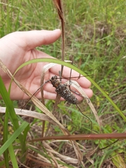 Monochamus titillator