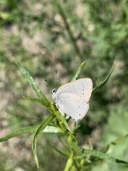 Satyrium sylvinus dryope