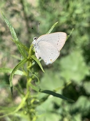Satyrium sylvinus dryope