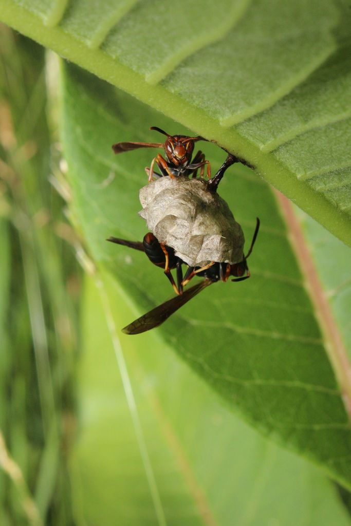 fuscatus-group Paper Wasps in June 2020 by Cara Coulter · iNaturalist