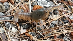 Procambarus curdi image