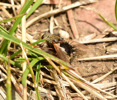 Epalpus