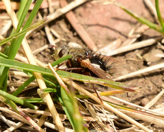 Epalpus