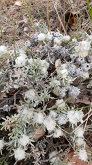 Krascheninnikovia lanata