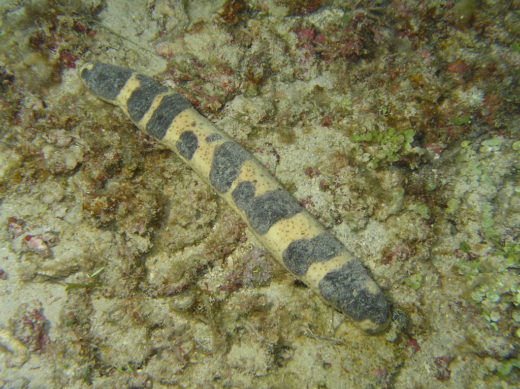 Holothuria nigralutea