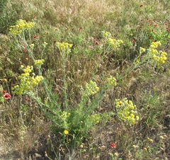 Hymenopappus flavescens