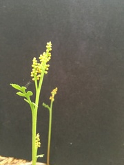 Botrychium matricariifolium