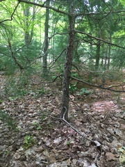 Botrychium matricariifolium