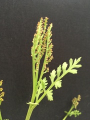 Botrychium matricariifolium