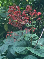 Clerodendrum paniculatum
