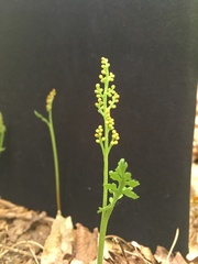 Botrychium matricariifolium