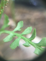 Botrychium matricariifolium