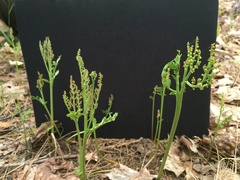 Botrychium matricariifolium