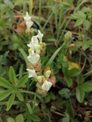Scutellaria supina
