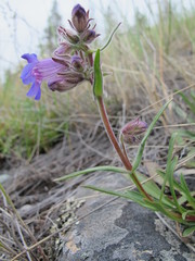 Penstemon gormanii