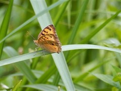 Junonia almana javana