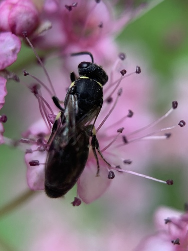 Modest Masked Bee photo 5