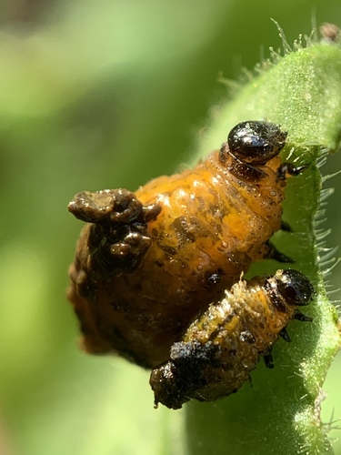 Three-lined Potato Beetle photo 6