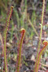 Drosera filiformis