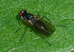 Tanypeza