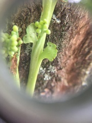 Botrychium minganense