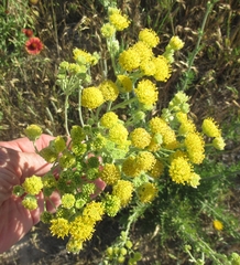 Hymenopappus flavescens