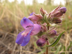 Penstemon gormanii