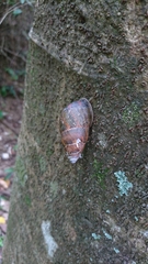 Dolicheulota formosensis