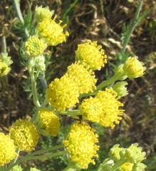Hymenopappus flavescens