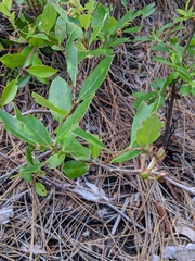 Lyonia mariana