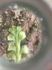 Botrychium minganense
