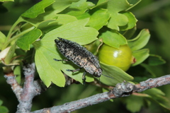 Poecilonota thureura