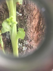 Botrychium minganense