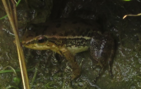 Lima Rocket Frog