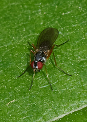 Tanypeza
