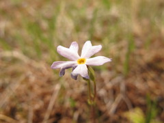 Primula egaliksensis