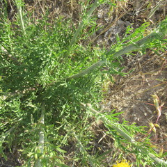Hymenopappus flavescens