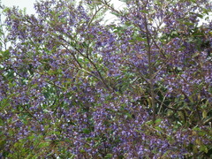 Bowdichia virgilioides